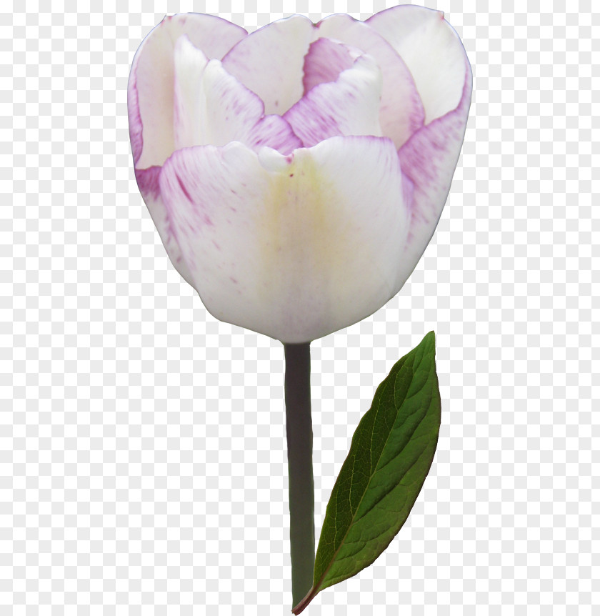 Tulip Cut Flowers Clip Art PNG