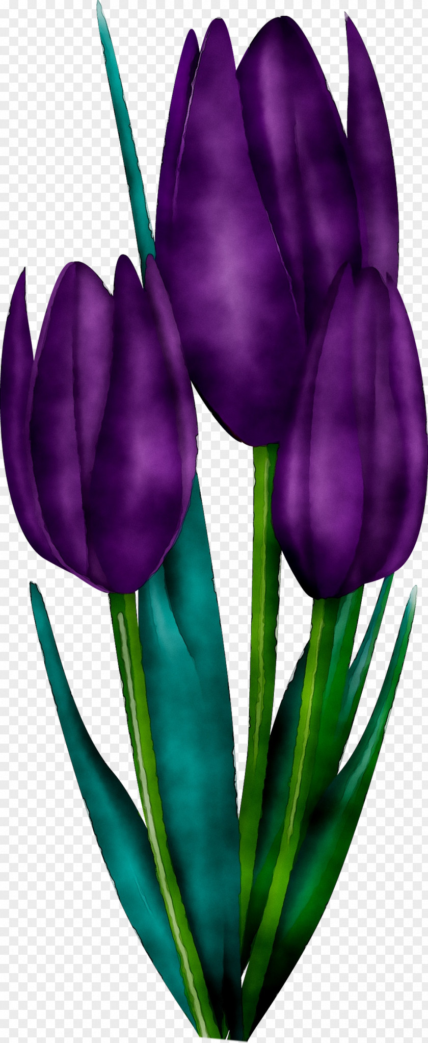 Tulip Plant Stem Cut Flowers Petal Purple PNG
