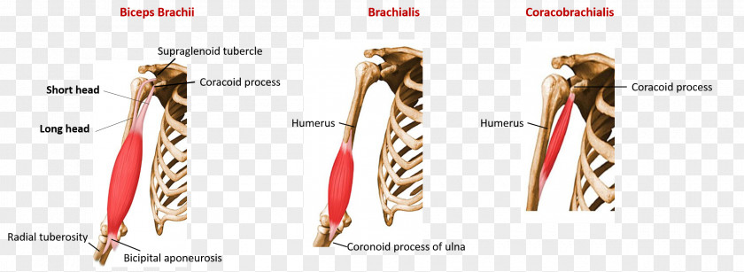 Anatomy Muscle Radial Tuberosity Head Of Radius Biceps PNG