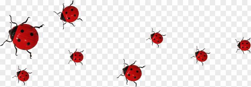 Beetle Ladybird .de PNG