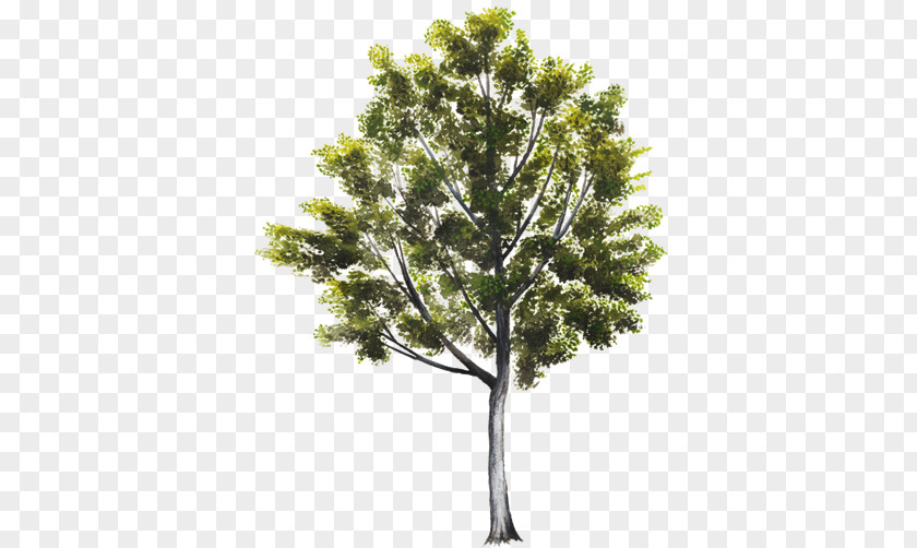 Eucalipto Pine Tree Visual Software Systems Ltd. Thumb Picos De Europa PNG