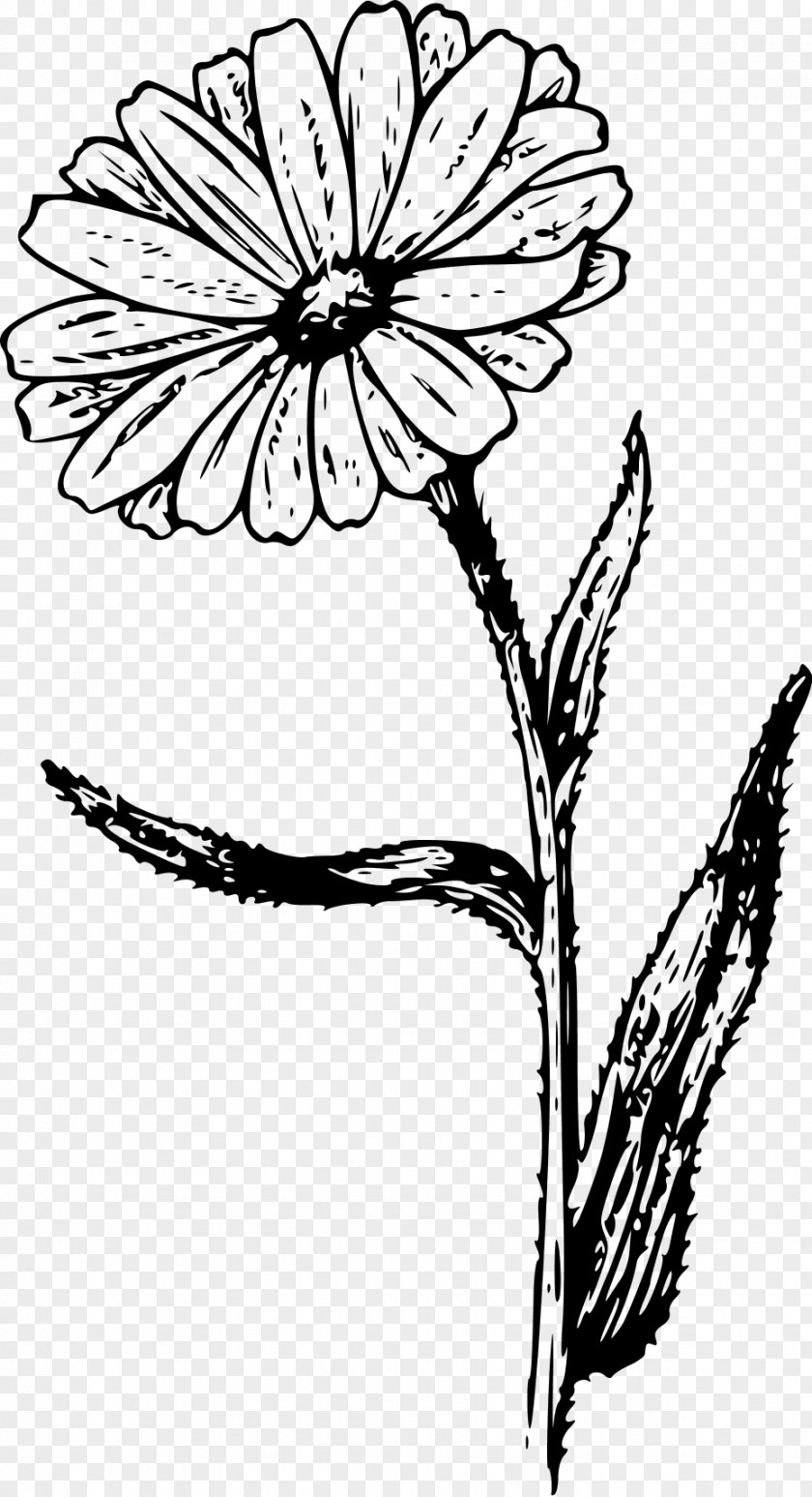 Flower Calendula Officinalis Drawing Botanical Illustration Clip Art PNG
