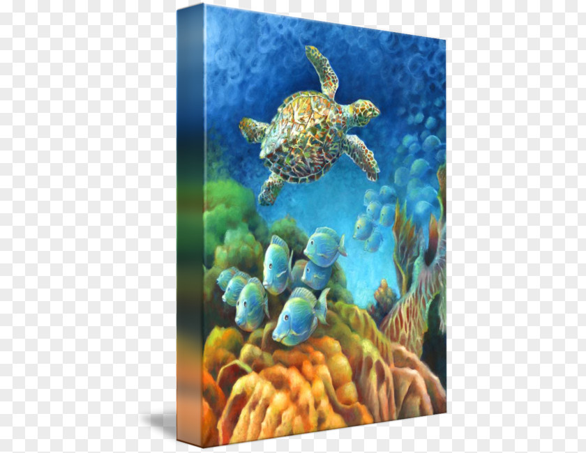 Hawksbill Sea Turtle Loggerhead Coral Reef Fish Underwater PNG