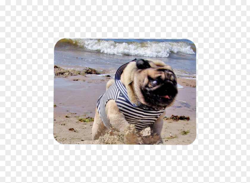 Pug Watercolor Dog Breed Toy Running Snout PNG