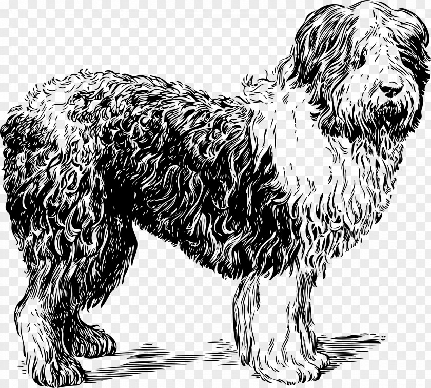 Sheep Old English Sheepdog Shetland Clip Art PNG