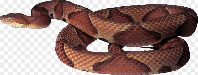 Snake Eastern Brown PNG