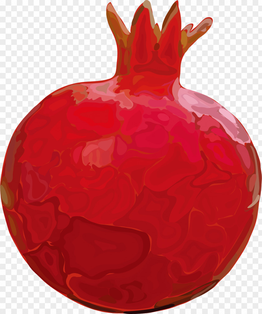 Vector Pomegranate Fruit Euclidean PNG