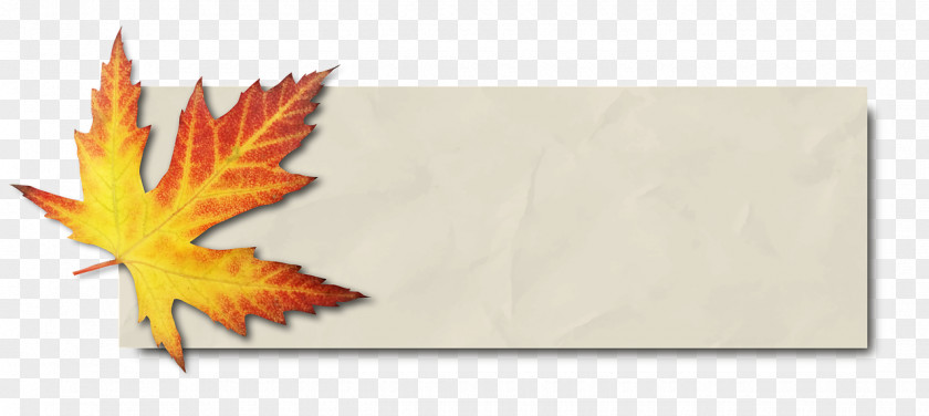 Autumn Maple Leaf Color Bàner Image PNG