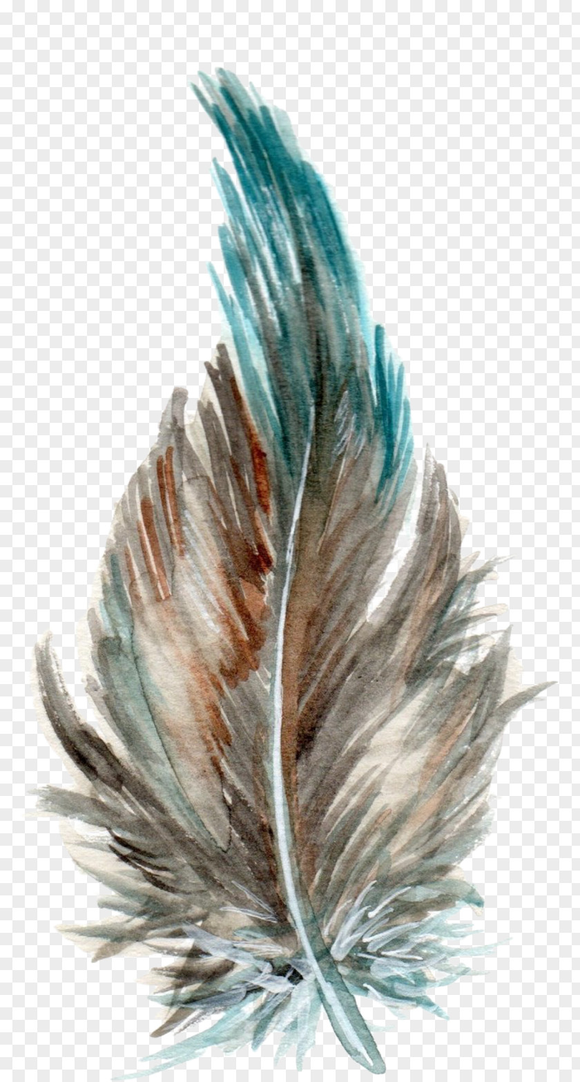 Feathers Teal Turquoise Feather Tail PNG