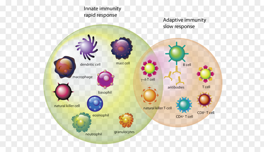 Immune System T Cell Immunity White Blood PNG