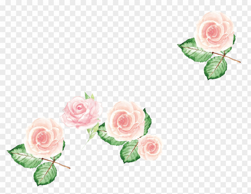 Pink Flowers Garden Roses Centifolia Flower PNG