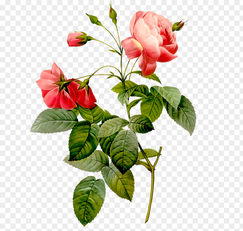 Rose Flower Stock Photography Clip Art PNG