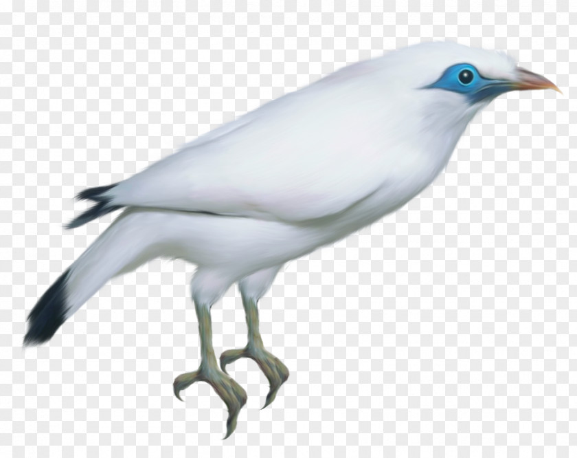 White Bird Transparent Clipart Picture Beak Feather Wing Fauna PNG
