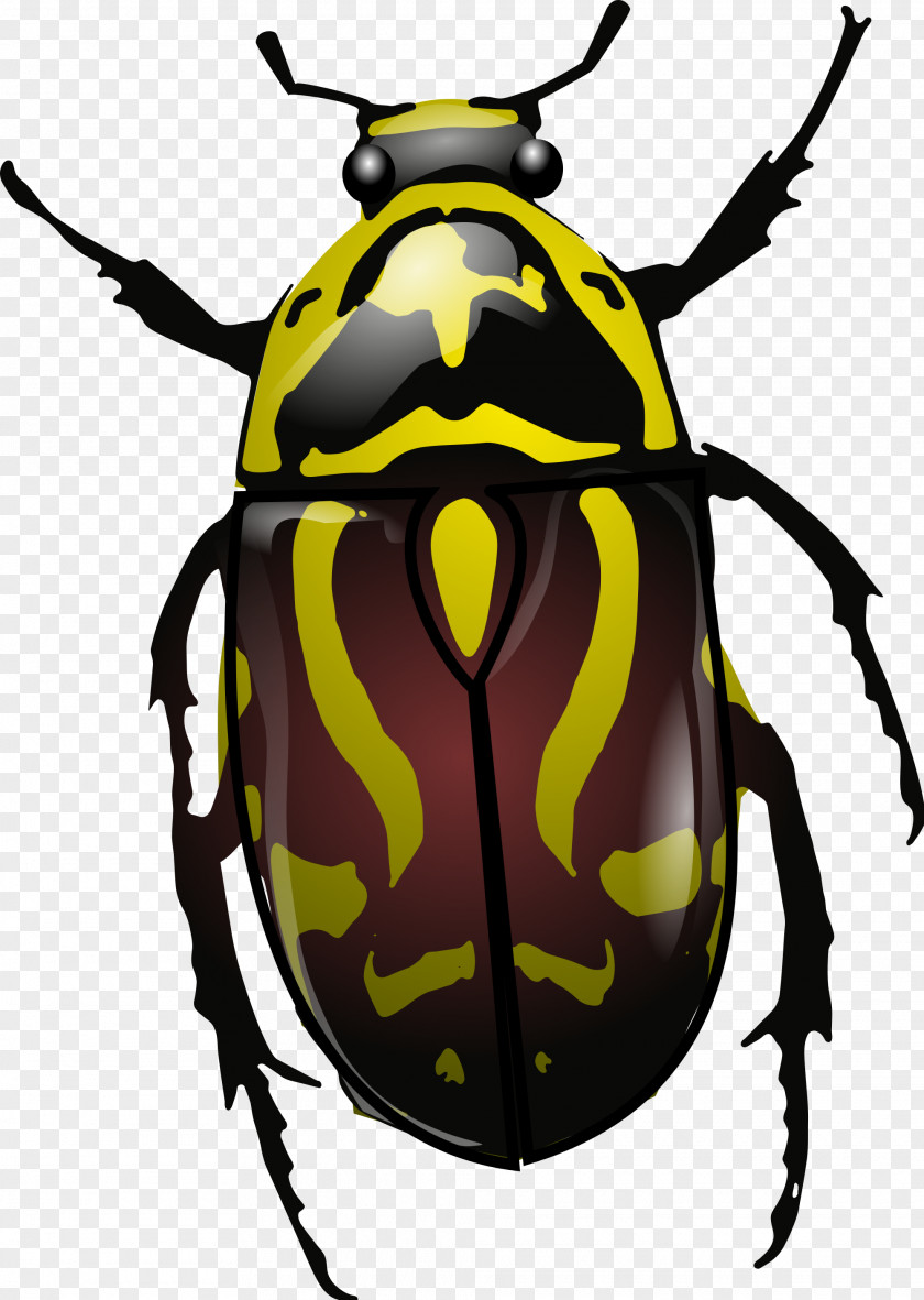 Beetle Eupoecila Australasiae PNG