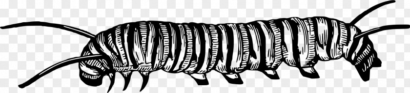 Caterpillar Black And White Clip Art PNG