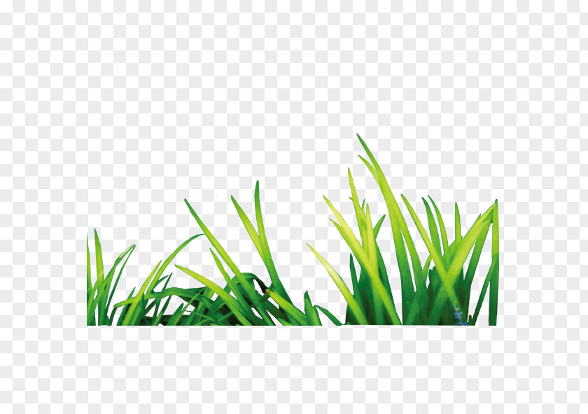 Green Grass PhotoScape Software PNG