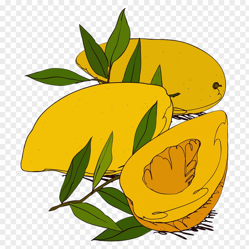 Hand Painted Mango Drawing Illustration PNG