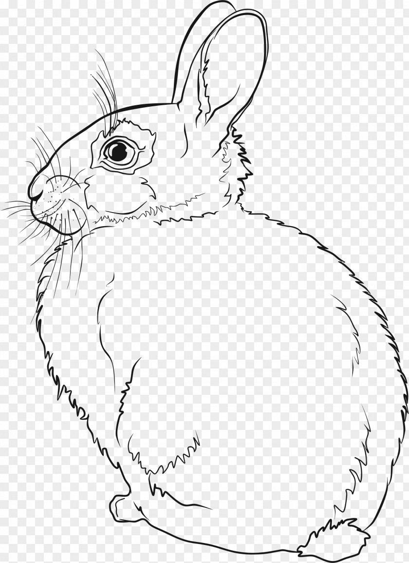 Rabbit Hare European Line Art Drawing PNG