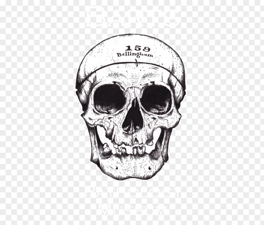 Skull Drawing Tarot Alchemy /m/02csf PNG