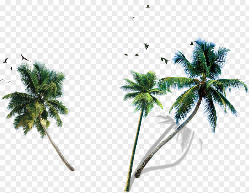 Coconut Water Milk King Quice Palm Trees PNG