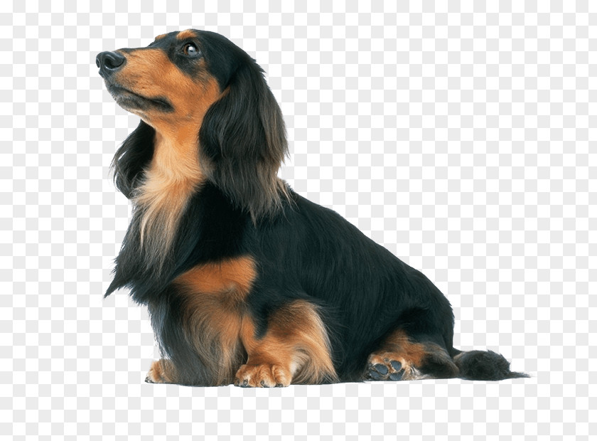 Dachshund Beagle Kai Ken Poodle Miniature Size PNG