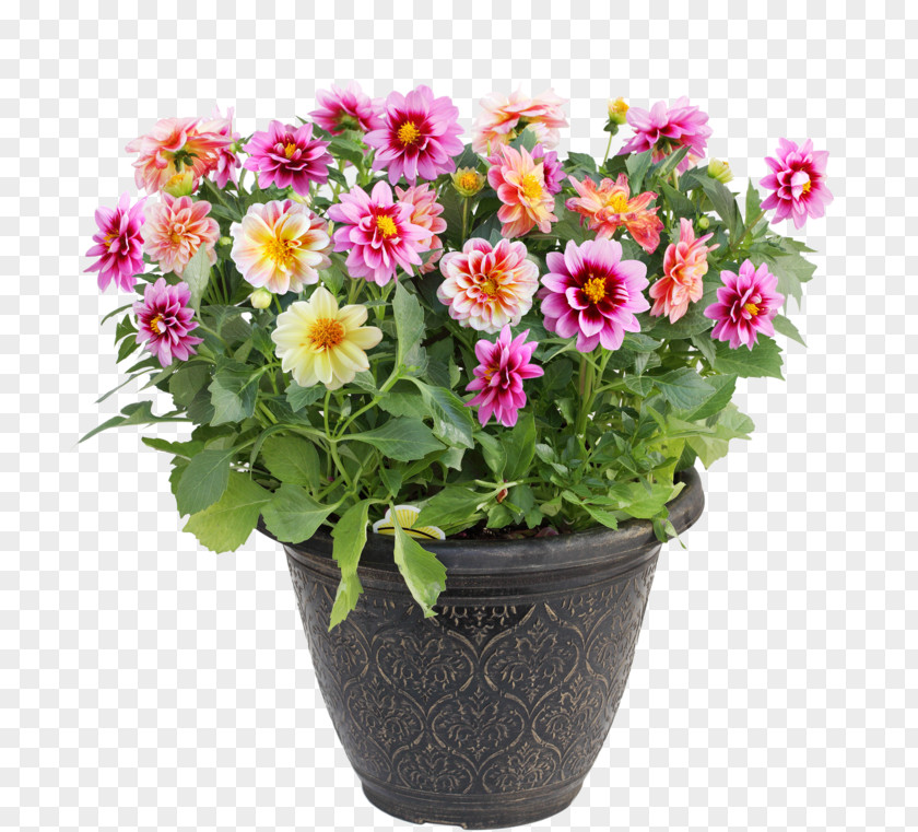 Bougainvillea Flowerpot Dahlia Royalty-free Stock Photography PNG