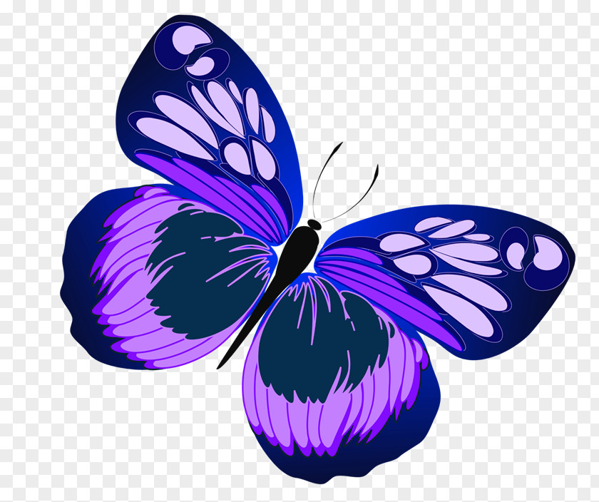 Butterfly Clip Art Image Free Content PNG