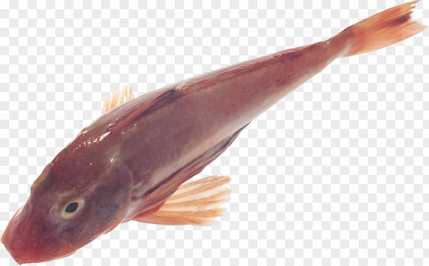 Fish Cod Digital Image PNG