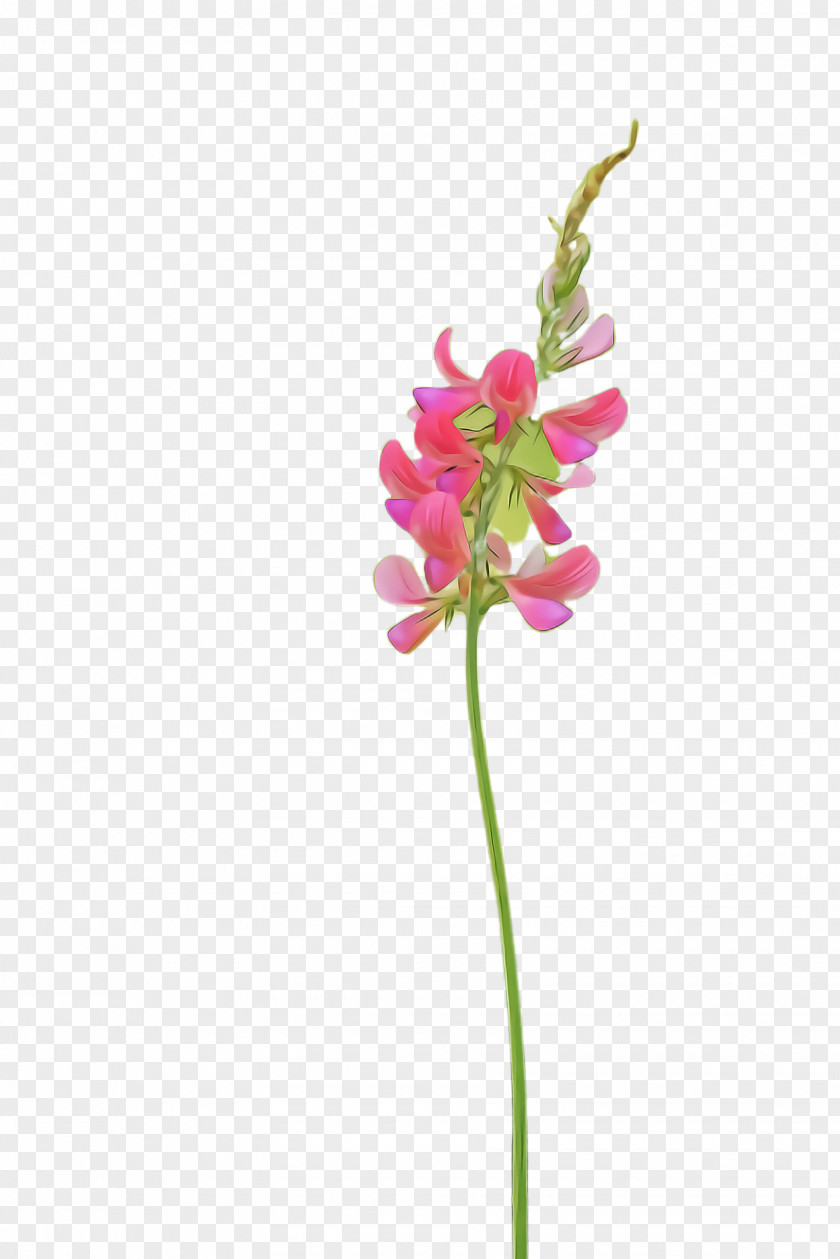 Orchid Plant Stem Flower Flowering Pink Pedicel PNG