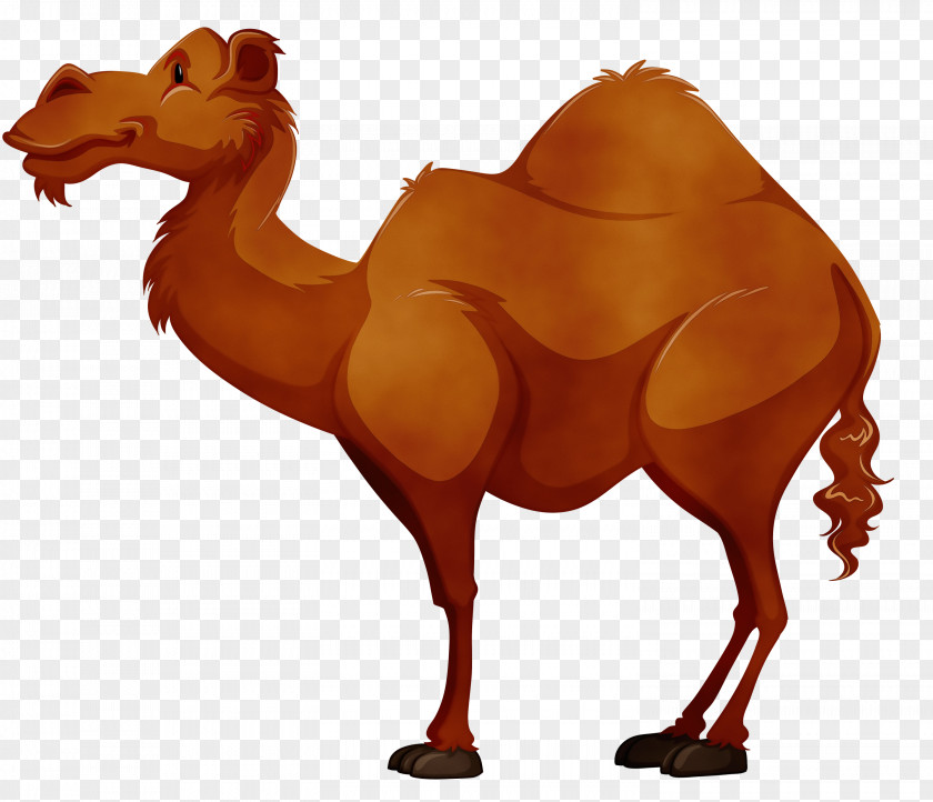 Wildlife Livestock Camel Camelid Arabian Bactrian Terrestrial Animal PNG