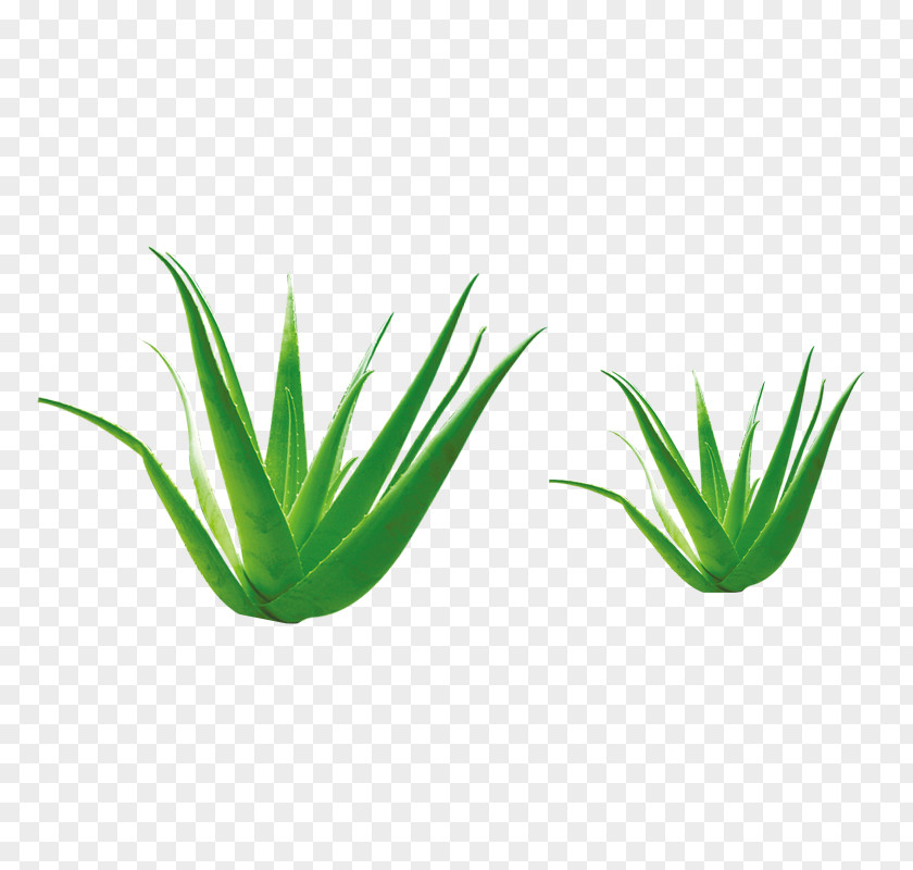 Aloe Plant Material Vera Cosmetics PNG