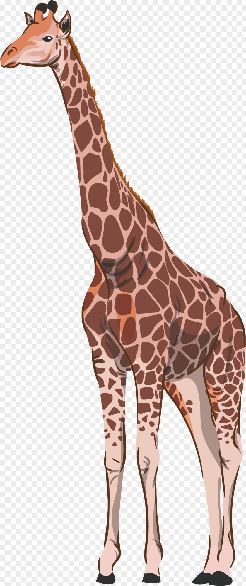 Brown Giraffe Vector Northern Common Ostrich Animal PNG