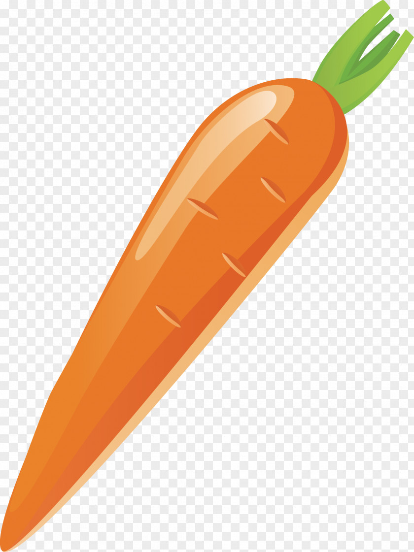 Carrot Vector Vegetable PNG