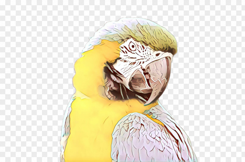 Cockatiel Cockatoo Beak Bird Of Prey Headgear Yellow PNG