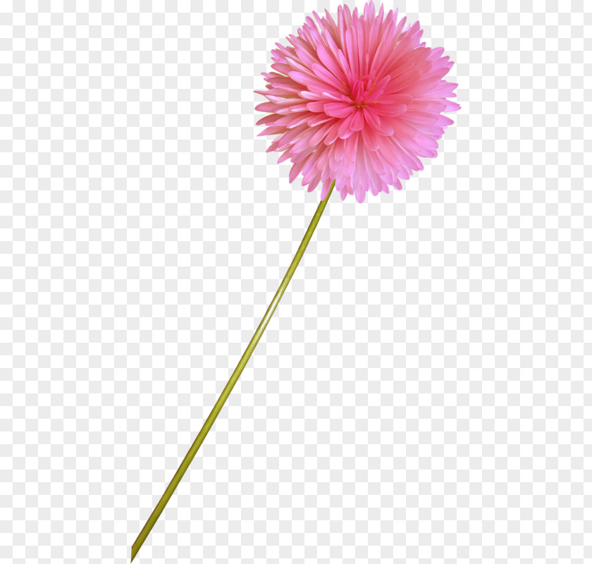 Flower Ps Material Transvaal Daisy Digital Image PNG