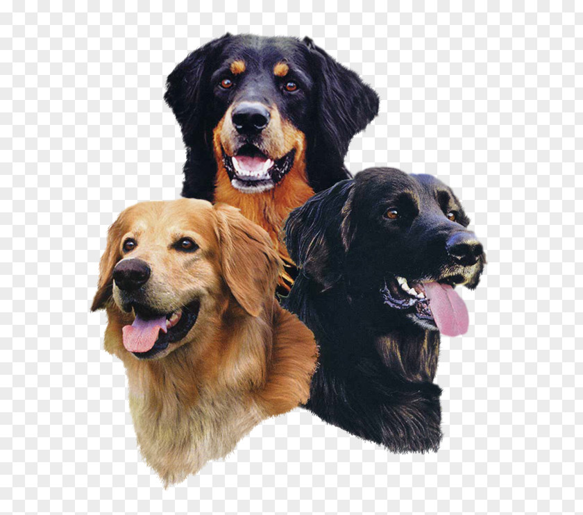 Golden Retriever Hovawart-Zucht-vom-Lentholter-Haus Dog Breed Kuvasz PNG