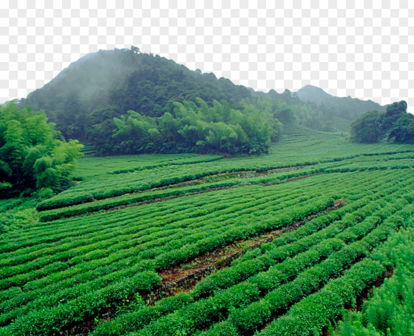 Green Tea Field Computer File PNG