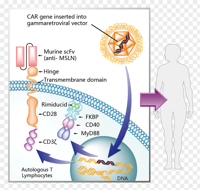 Monoclonal Antibody Therapy Axicabtagene Ciloleucel Tisagenlecleucel Chimeric Antigen Receptor Cancer PNG