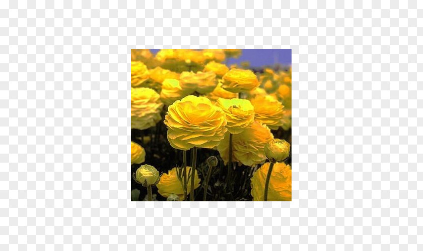 Flower Ranunculus Asiaticus Yellow Bulb Petal PNG