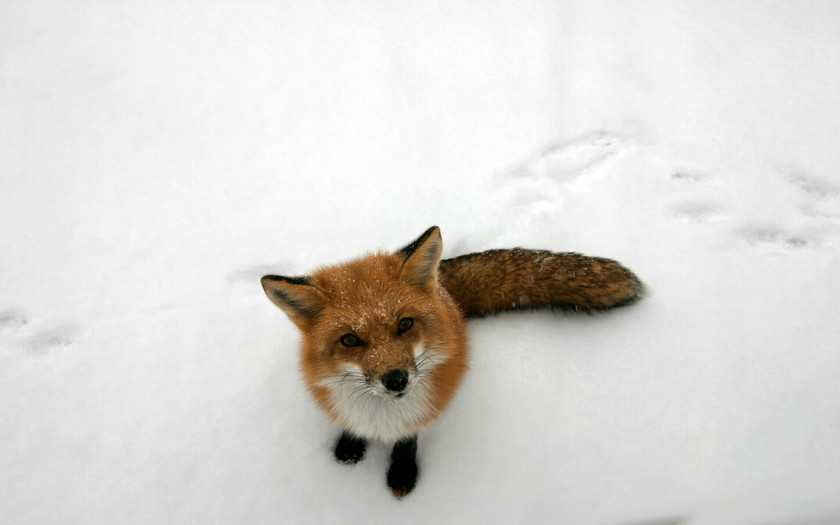 Fox Arctic Snow Winter Animal PNG