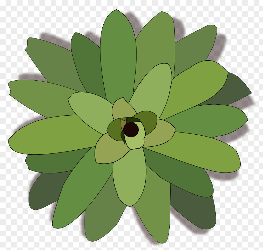 Plant Bromelia Clip Art PNG