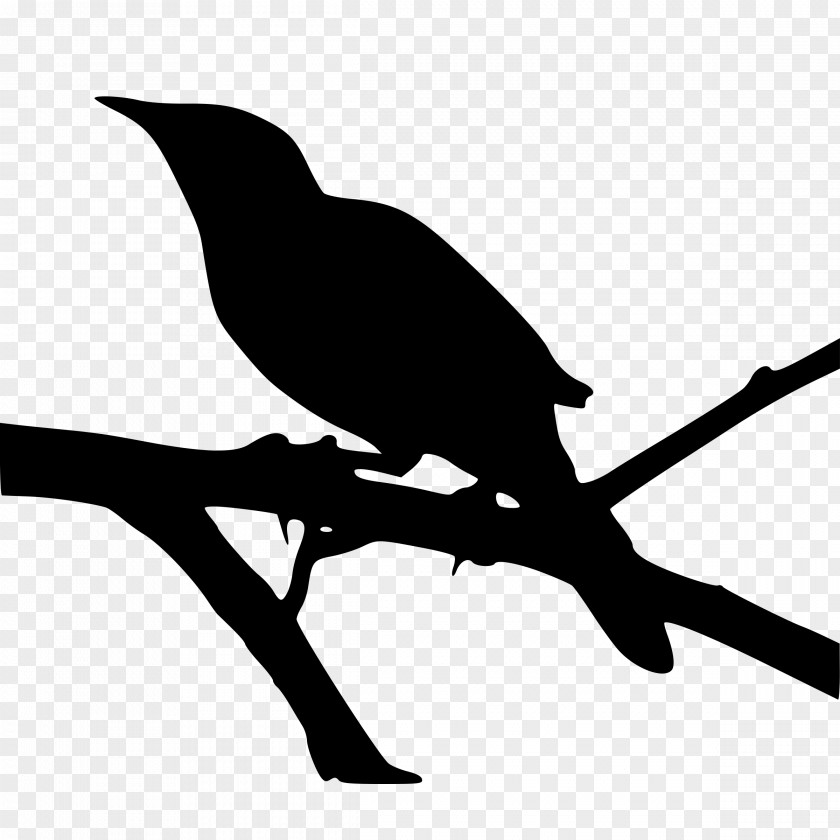 Bird Silhouette Northern Mockingbird To Kill A Clip Art PNG