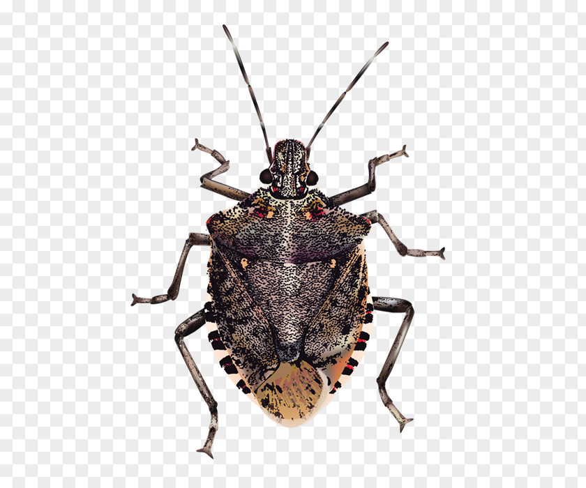 Bugs Transparent Background Insect Brown Marmorated Stink Bug True PNG