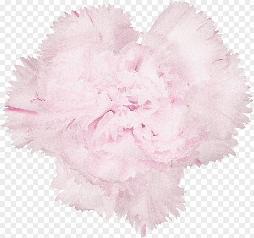 CARNATION Carnation Cut Flowers Istanbul PNG