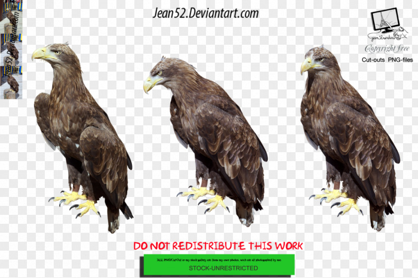 Eagle Painting Bald PNG