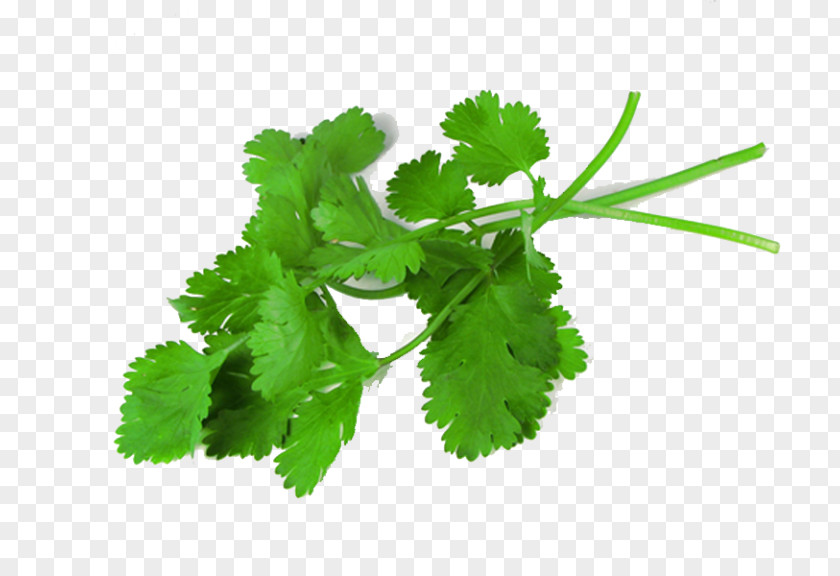 Leaf Coriander Herb Medicinal Plants PNG
