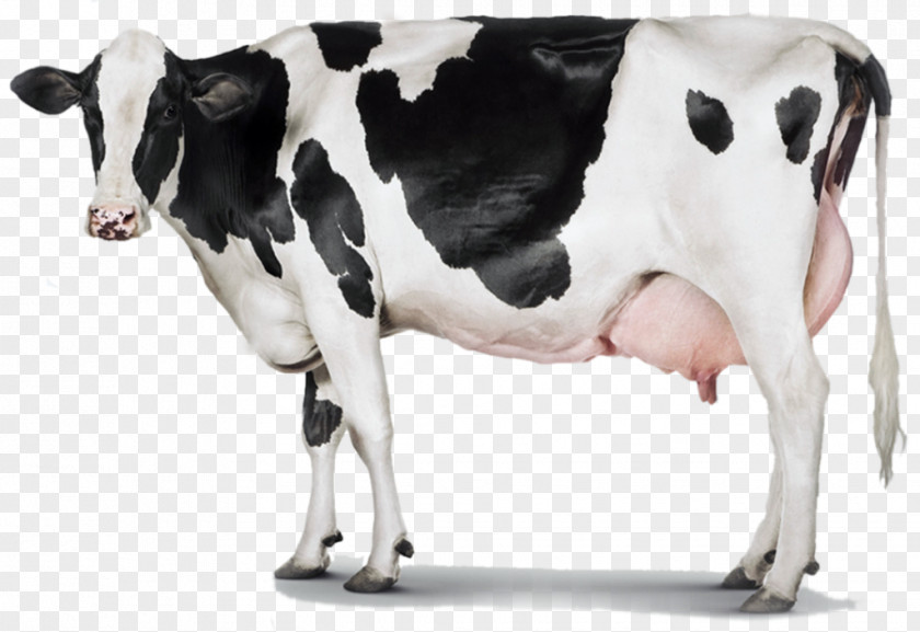 Milk Holstein Friesian Cattle Dairy Farming PNG