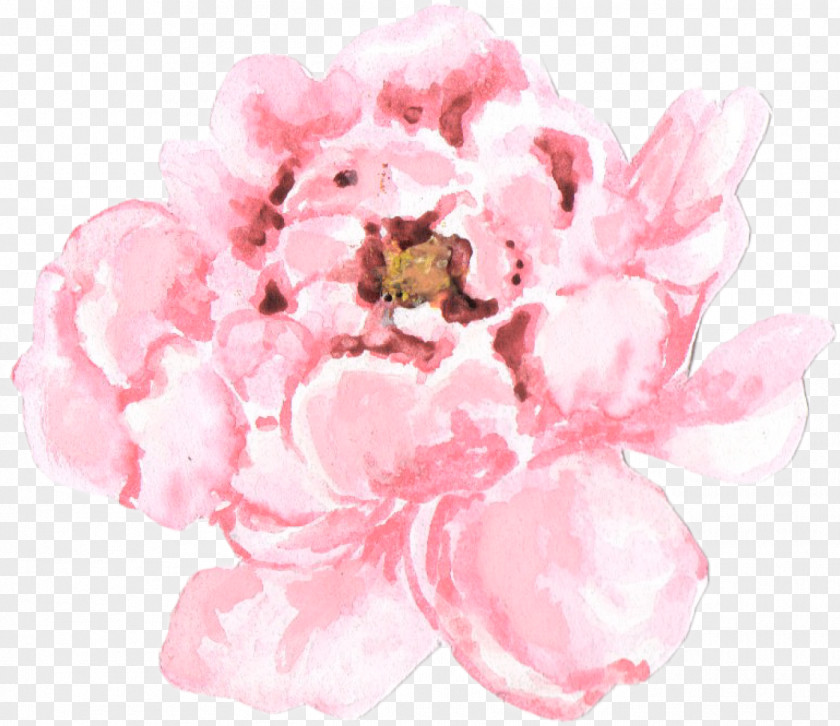 Peonies Malaysian Flowers Watercolor Painting Craft PNG