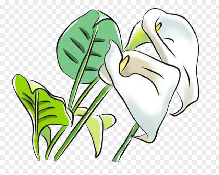 White Calla Lily Picture Material Arum-lily Arum Lilies Flower Clip Art PNG