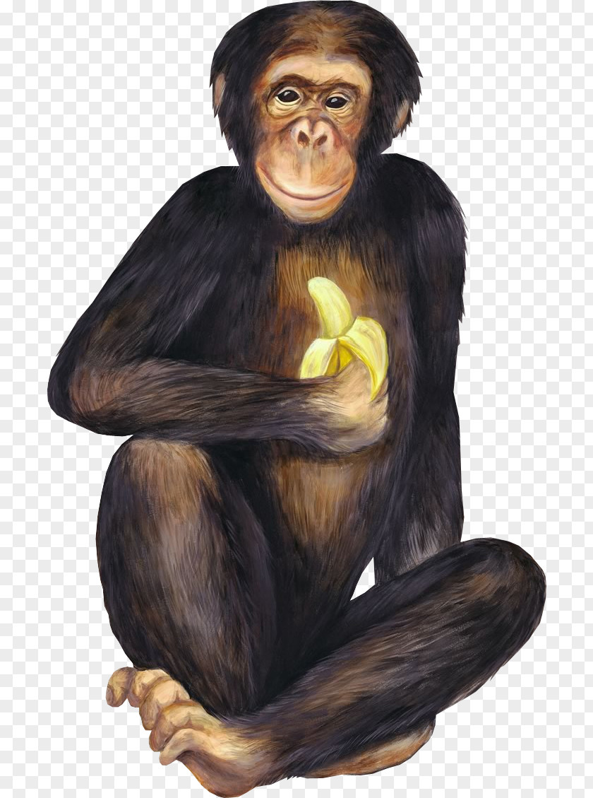 Banana Ketchup Baby Monkeys Chimpanzee Food PNG